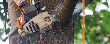 How Our Tree Care Process Works  in  Gunter, TX